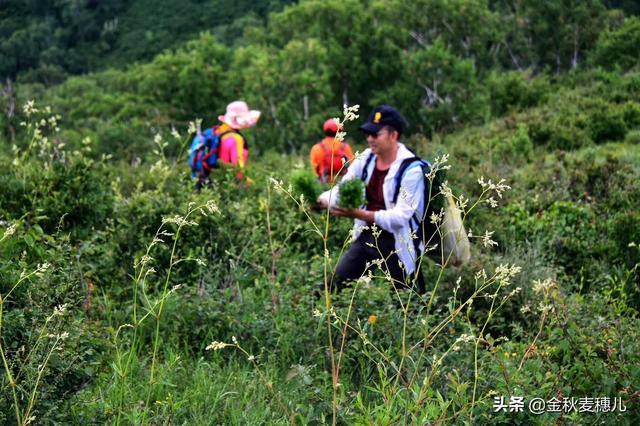 野果图片称呼大全:乡村山珍野果吃过几种，有哪些甘旨你领会吗？