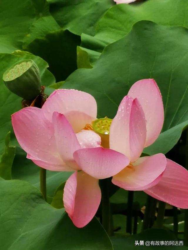 最美荷花图片大全高清:荷花从钻出海面到干萎，哪个阶段最犯得着拍摄？