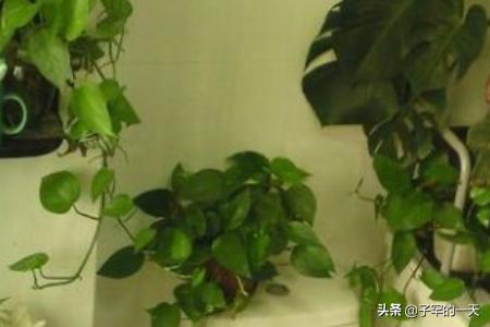 厕所放什么植物好
:卫生间适合摆放什么植物？