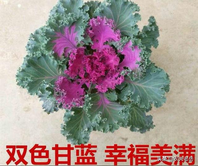 变色的朵儿:在乡村罕见的“变色花”有哪些？是什么因为形成一花多色呢？