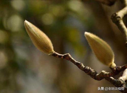 辛夷花图片:辛夷是什么植被？