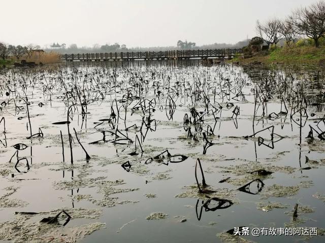 最美荷花图片大全高清:荷花从钻出海面到干萎，哪个阶段最犯得着拍摄？