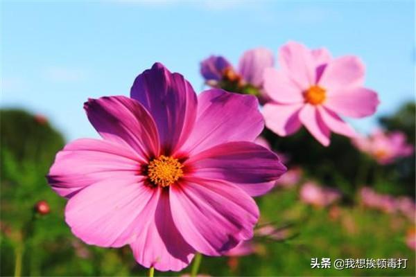 格桑花种植
:格桑花的种植经验？