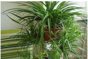 去甲醛植物
:什么植物可以去除甲醛？