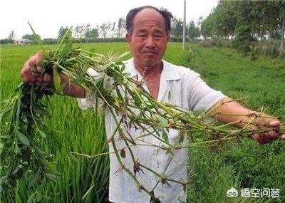 革命草
:什么方法除革命草？