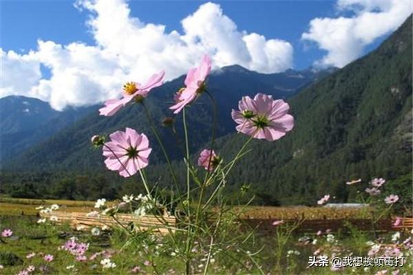 格桑花种植
:格桑花的种植经验？