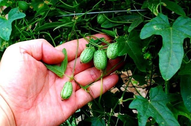 奇怪的植物
:有哪些长得比较奇怪的植物？