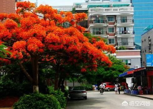 厦门市和台南市的市树都是
:厦门的市花和市树分别是什么？