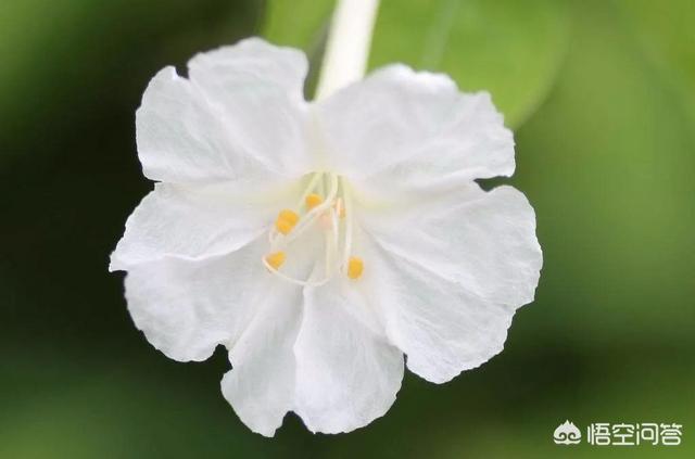 地雷花图片
:专业摄影师是怎么拍摄地雷花这种植物的？