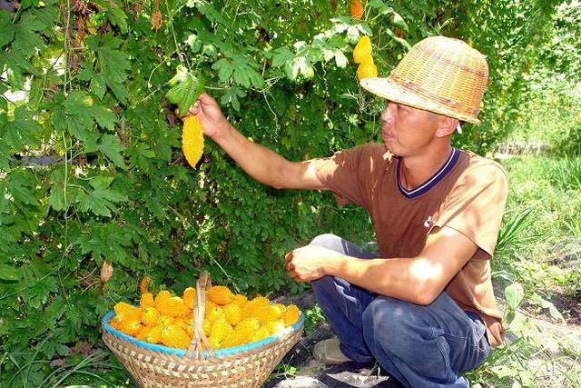 奇怪的植物
:有哪些长得比较奇怪的植物？