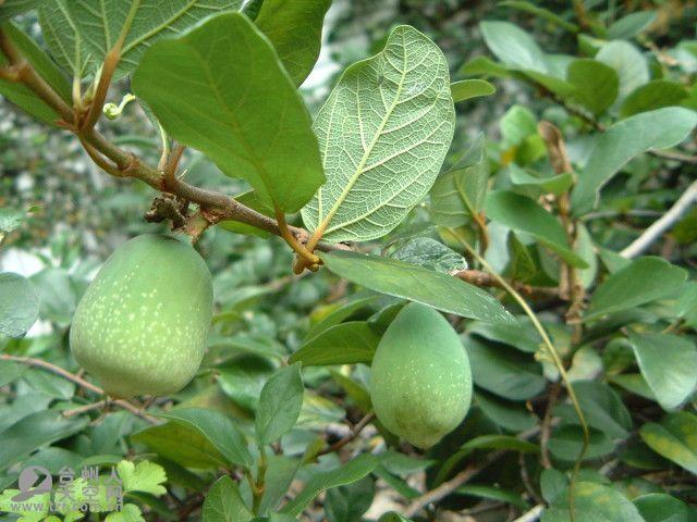 奇怪的植物
:有哪些长得比较奇怪的植物？