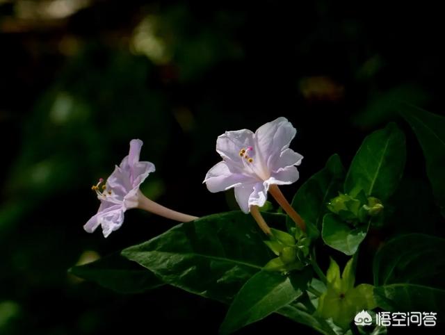 地雷花图片
:专业摄影师是怎么拍摄地雷花这种植物的？