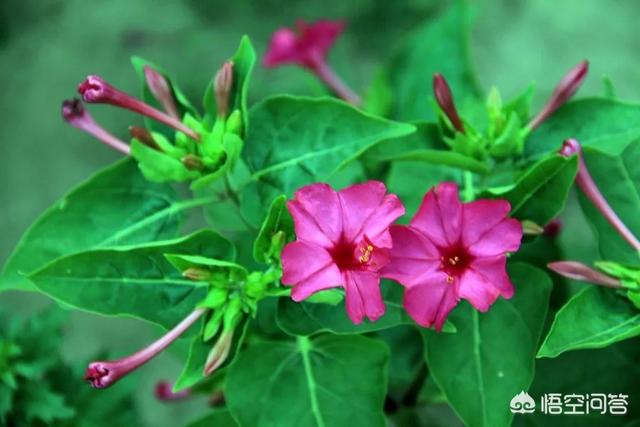 地雷花图片
:专业摄影师是怎么拍摄地雷花这种植物的？