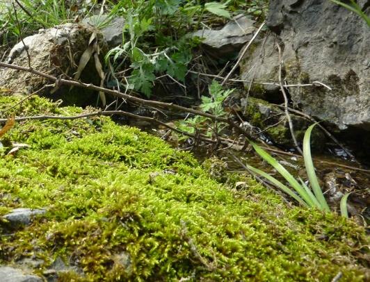 水苔哪里可以采集到
:水苔生在什么地方？