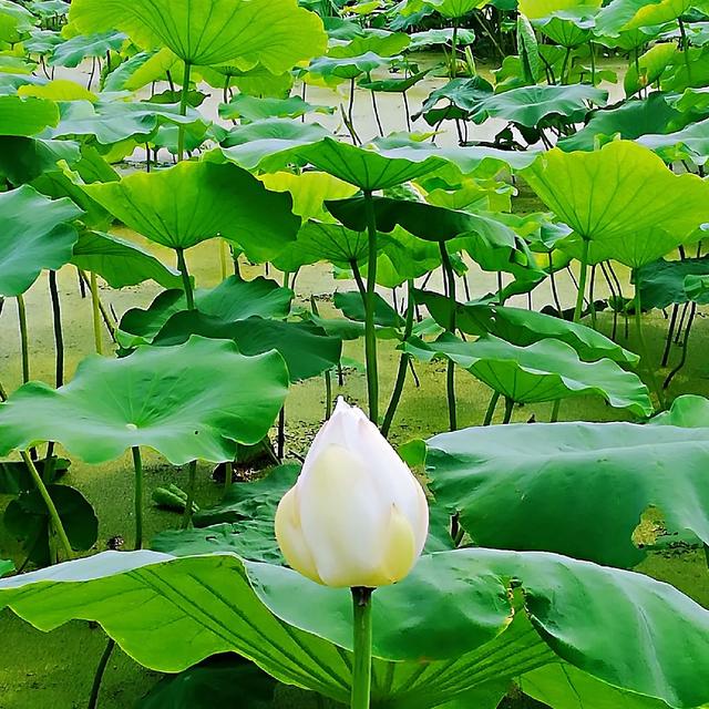 植物花卉品种大全
:花的类型有哪些？