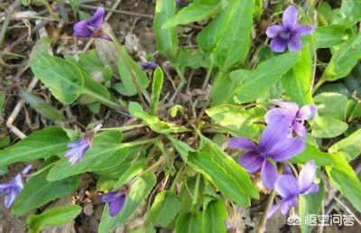 紫花地丁禁忌
:紫花地丁可以凉拌生吃吗？