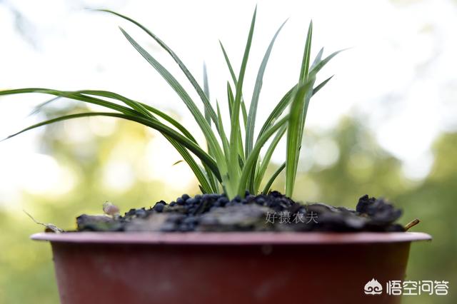 兰花怎么种植方法
:兰花种植有哪些方法？