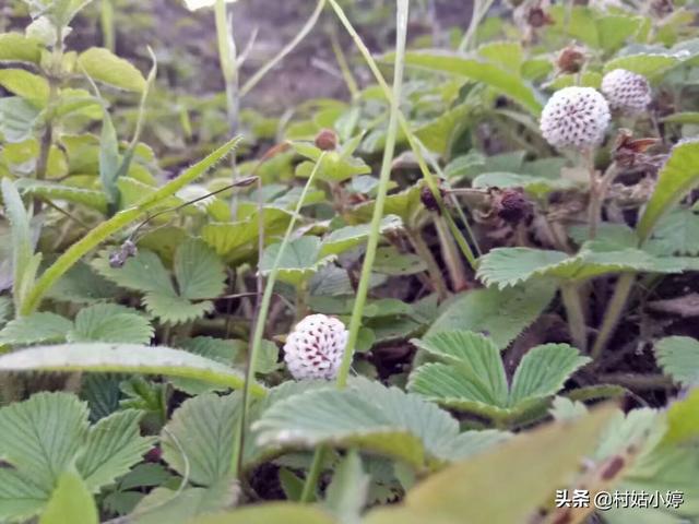 草莓怎么种植方法
:如何种殖草莓？