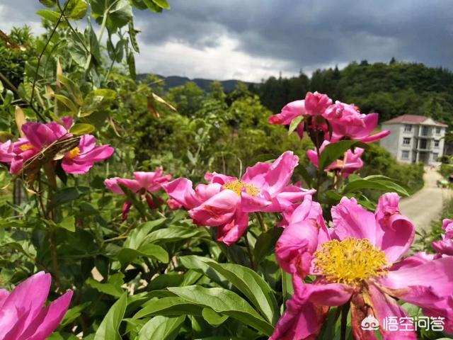 芍药怎么种植方法
:芍药怎么种植成活率才能高？