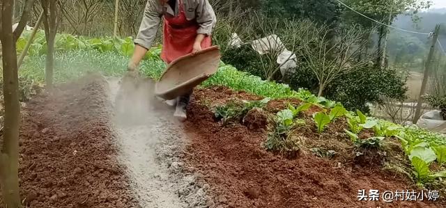 草莓怎么种植方法
:如何种殖草莓？