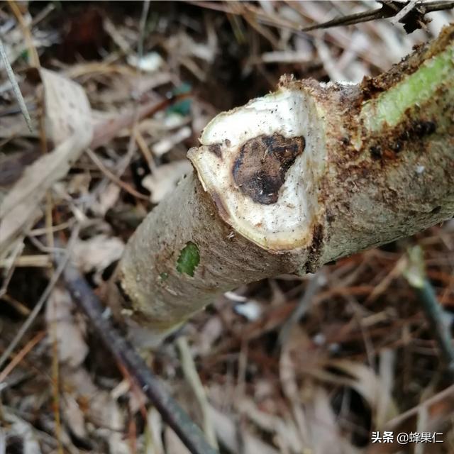 沉香树高清图片
:广东沉香树哪个品种经济价值最高？