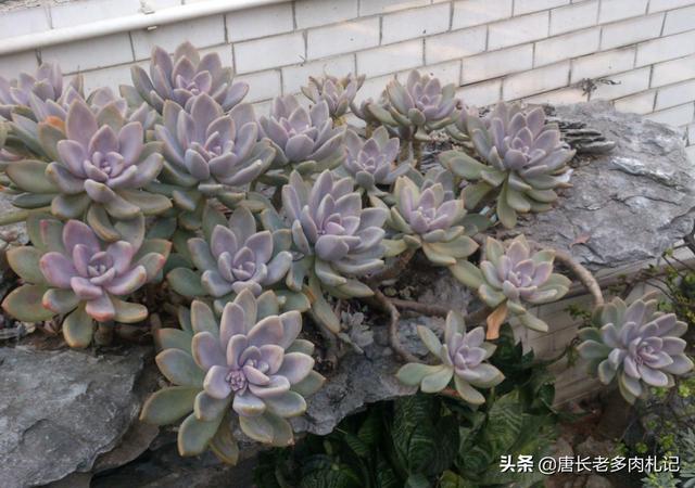 108种懒人植物
:哪个品种的多肉植物适合懒人养？