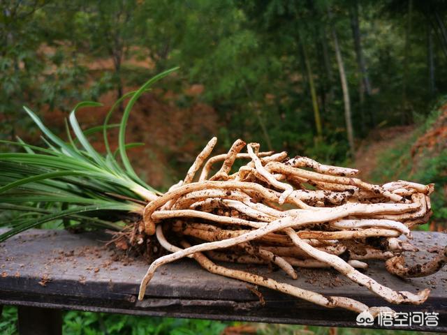 兰花什么时候换盆好
:兰花修根之后，什么时候上盆最好？