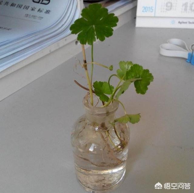 天胡荽的功效与作用
:天胡荽有什么作用？应该怎么使用？