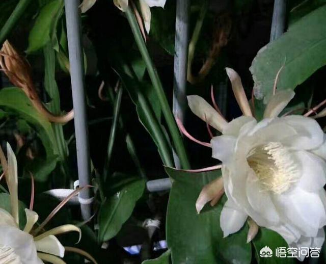 昙花属
:昙花最多是什么颜色？怎么养？