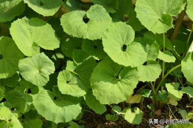 蜂斗菜
:蜂斗菜别名是什么？