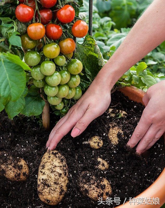 tomtato
:这是真的吗？上面西红柿，下面土豆？嫁接技术这么强大吗？