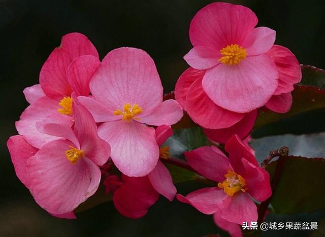 秋海棠花图片
:秋海棠，花型多姿、叶色妖艳柔美，盆栽要如何管理呢？