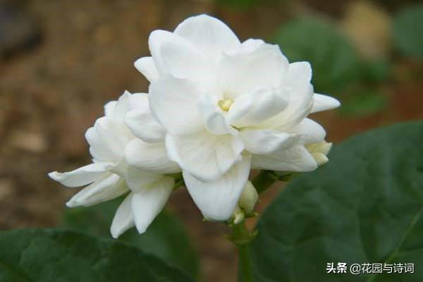 木本花卉
:北方室内放什么木本花卉最好？