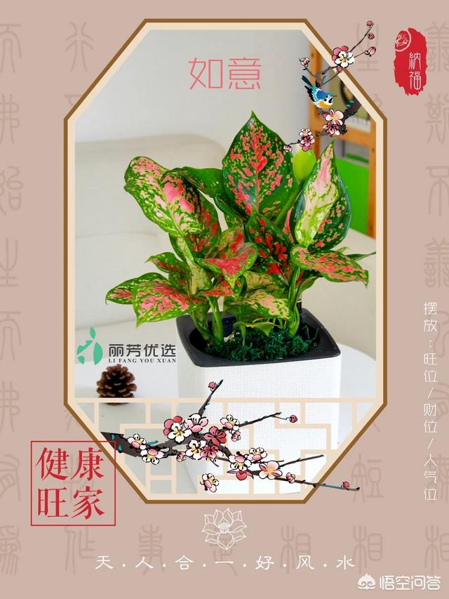 花卉网站
:买绿植上什么网站好？