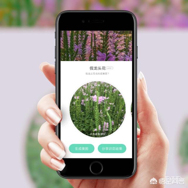 花卉图片及名称大全
:拍摄花草大家都会，但是你知道自己拍的都是什么花花草草吗？尤其是那些野生的花草？