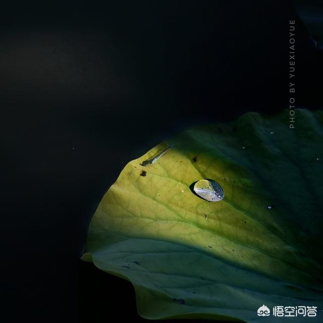 荷花照片
:荷花经常拍，但你有没有想过如何把普通的荷叶给拍美？分享一下你拍荷叶感受吧？