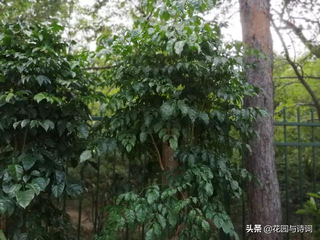 木本花卉
:北方室内放什么木本花卉最好？