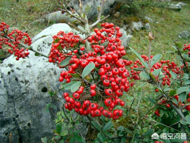 植物盆栽
:在农村，有哪些植物可以做成好看的盆栽？