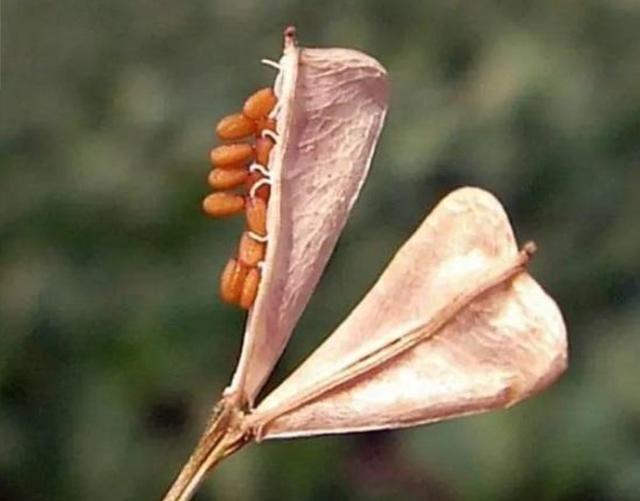 野生荠荠菜图片
:怎样栽培野生荠菜？