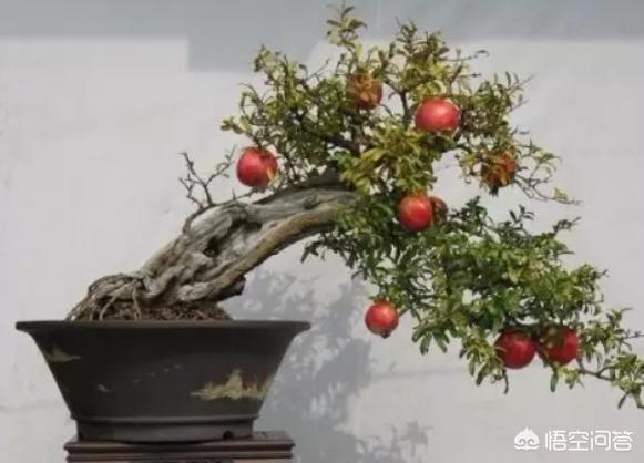 盆栽植物图片
:什么样的盆栽适合家里养？