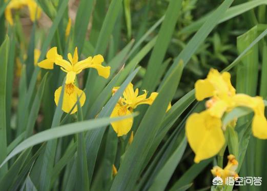 黄花鸢尾
:盆栽的黄花鸢尾花应该怎么养护？夏季需要遮阴吗？