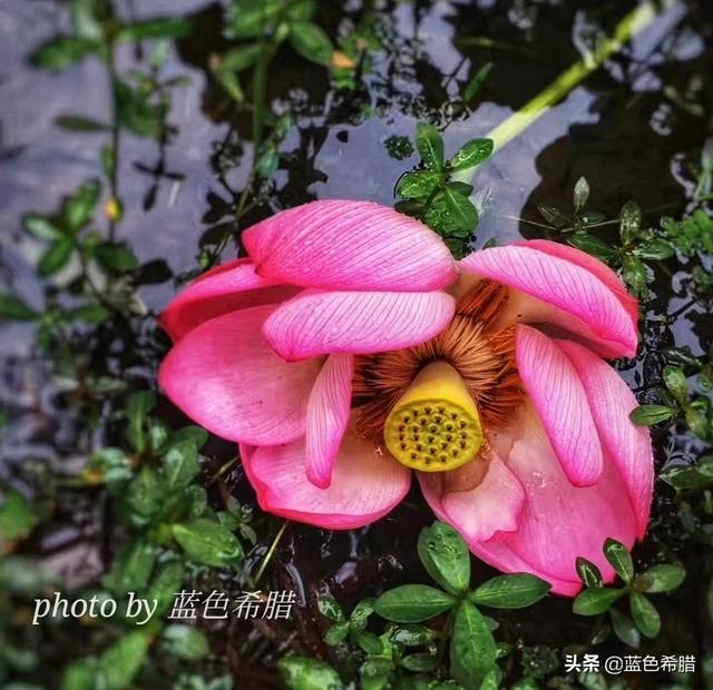 植物的图片
:在拍摄花花草草这些植物时，你是怎样搭配画面色彩的？