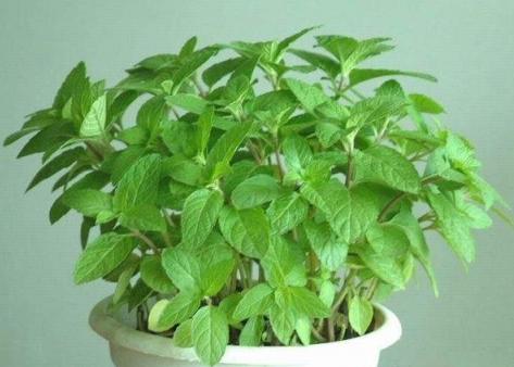 植物大全
:有哪些适合摆在室内的植物？