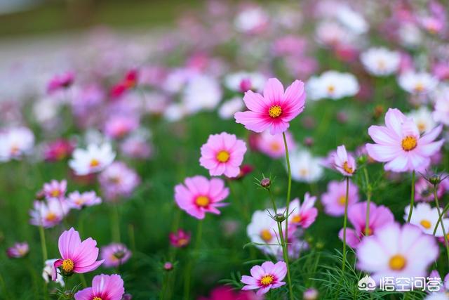 花草种植
:能否介绍些花草种植经验呢？