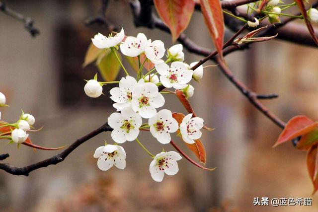 梅花图片大全大图
:诗词摄影：“墙角数枝梅，凌寒独自开”的拍摄思路有哪些？