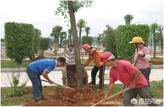 园林植物图片
:持续高温干旱，苗木死亡数量加剧，如何做园林植物才能正常生长？