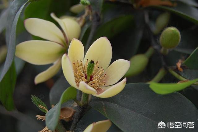 绿化植物
:中国用作绿化的植物主要有哪几种？