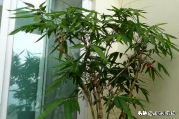 竹子盆栽
:如何养好盆栽竹子？