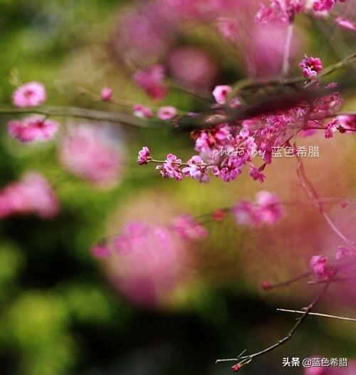 梅花图片大全大图
:诗词摄影：“墙角数枝梅，凌寒独自开”的拍摄思路有哪些？