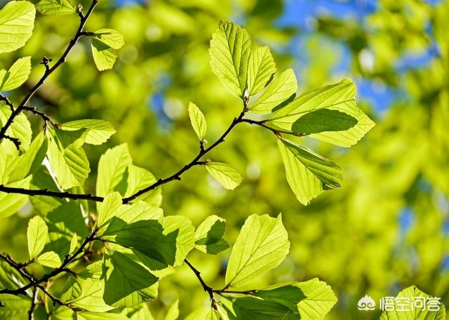 植物照片
:春天摄影，怎么把一些小植物，拍好看？